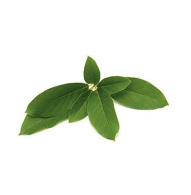 Baobab Oil