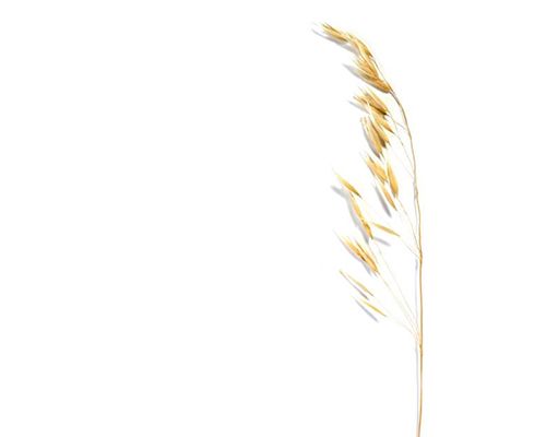 Oat milk