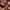 Phyto Hair Color 6.34 Dark Copper Blonde